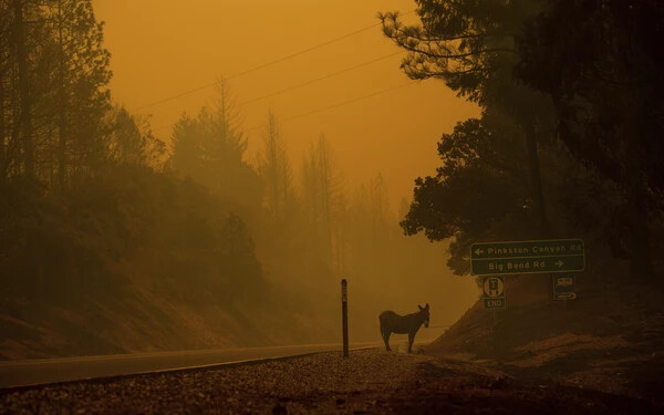 kalifornia erdőtűz