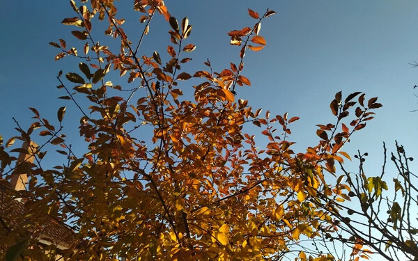 Önök küldték: Őszi színekben pompázó fák