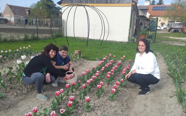 Tallósi tulipán