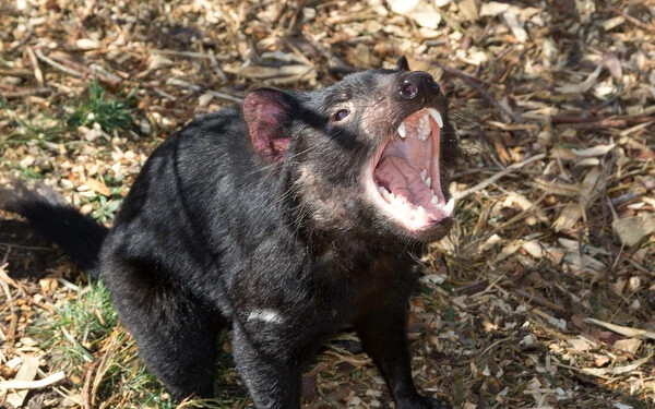 tasmán ördög