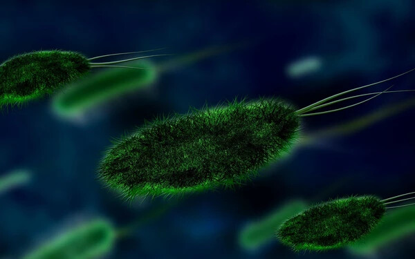 kórokozó baktérium illusztráció