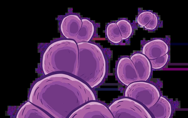 meningococcus