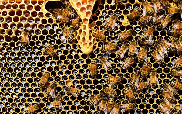 méhész méhek