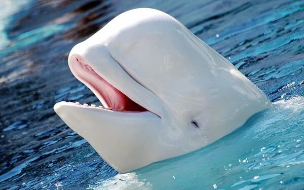 fehér delfin