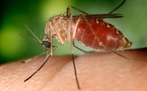 Egy másik szúnyogfaj is terjesztheti a zikavírust