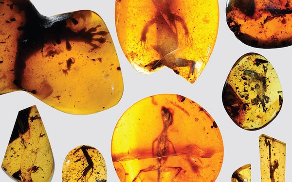 Borostyánkőbe zárt gyíkok 99 millió éves kövületét azonosították amerikai tudósok