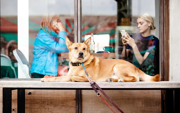 A kutyáknak továbbra is tilos lesz belépniük az éttermekbe