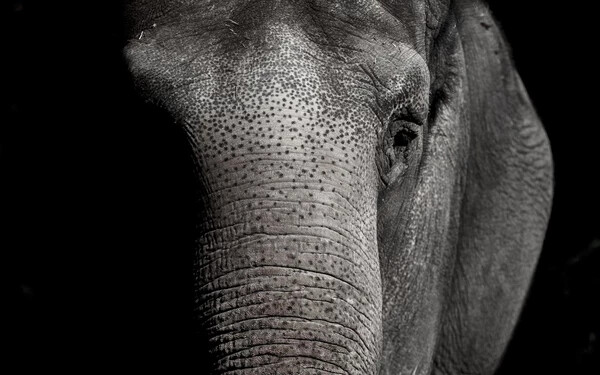 elefánt k