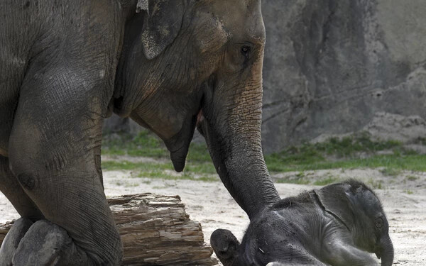 El kellett altatni a kölni állatkert kiselefántját