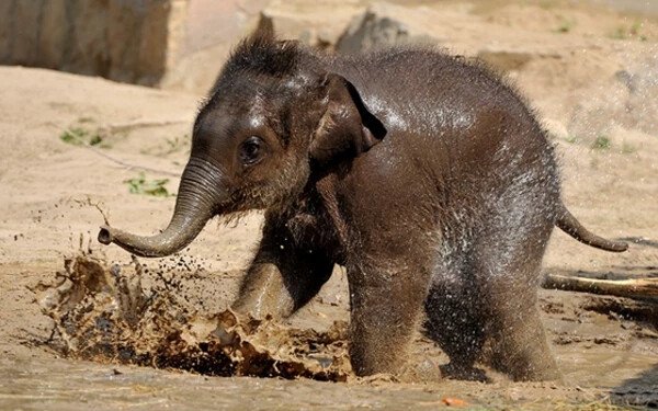 Indiai elefánt született a prágai állatkertben