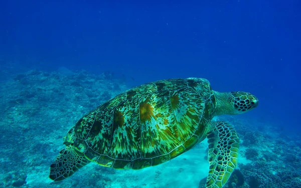 tengeri teknős