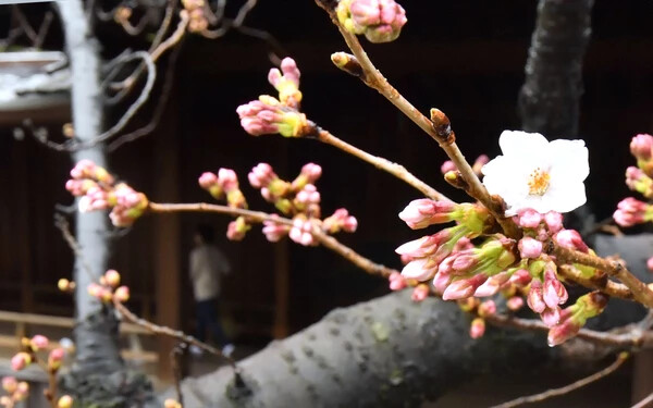 Japánban megkezdődött a cseresznyefa-virágzás