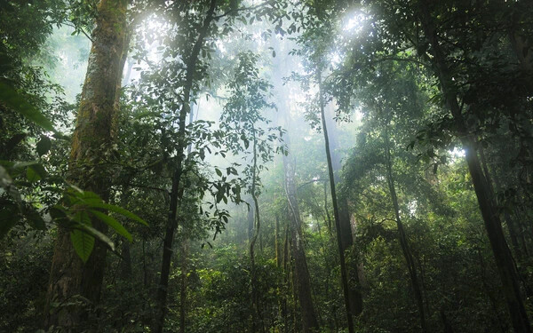 esőerdő illusztráció