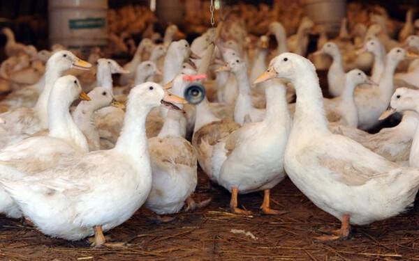Csaknem 200 ezer kacsát vágtak le Hollandiában madárinfluenza miatt
