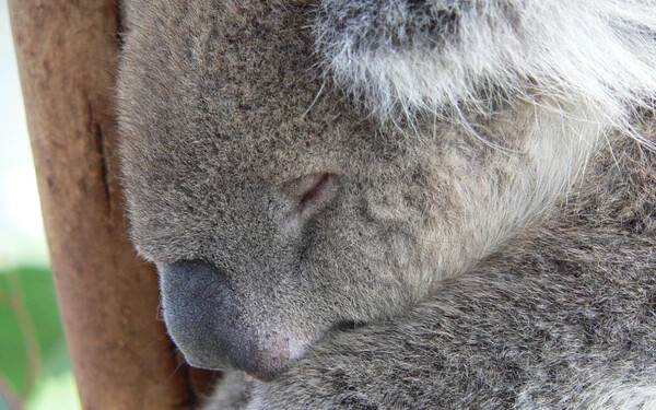 Csaknem hétszáz koalát altattak el titokban
