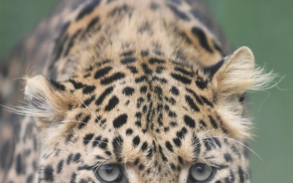 leopárd