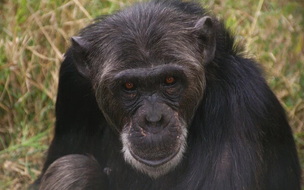 Az agresszív csimpánzoknak több utóduk születik