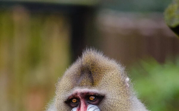 mandrill k