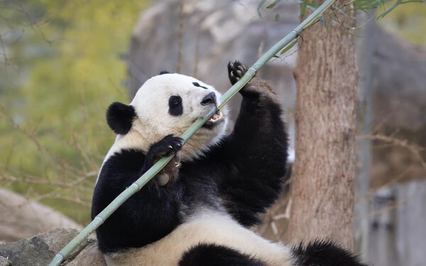 Kínában 172 ezer embert telepítenek át a pandák miatt