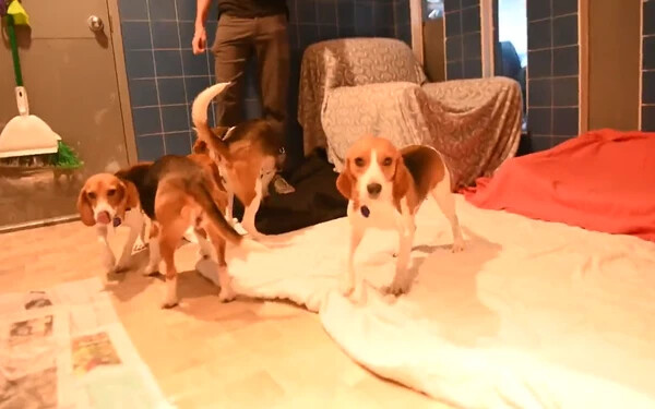 beagle kutya mentés peta