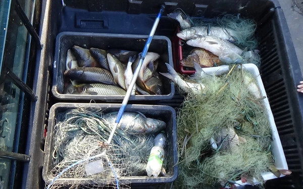 Lefoglalt halak és eszközök – A két villanyozó csapat büntetése elrettentő erejű lehet.  Fotó: Sporthorgász Egyesületek Győr-Moson-Sopron megyei Szövetsége
