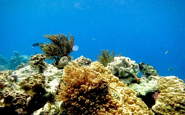 korall