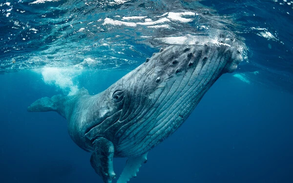 bálna k