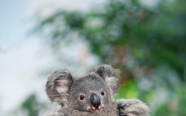 koala k