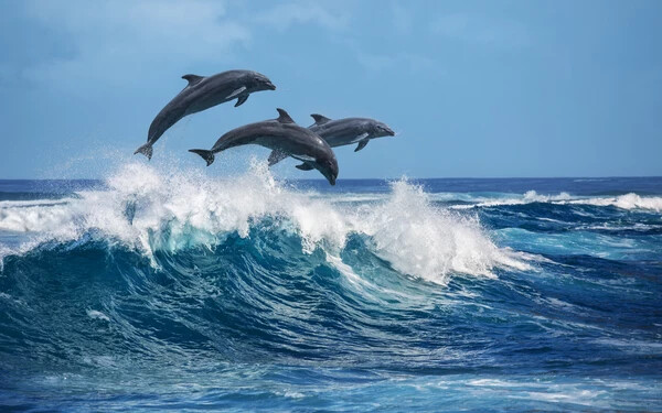 delfin japán