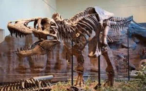 Kannibál lehetett a Tyrannosaurus rex a harapásnyomai alapján