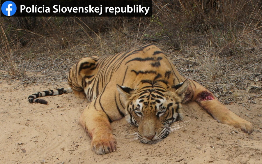 Akár öt évet is kaphat az a zsigárdi férfi, aki levadászott egy tigrist