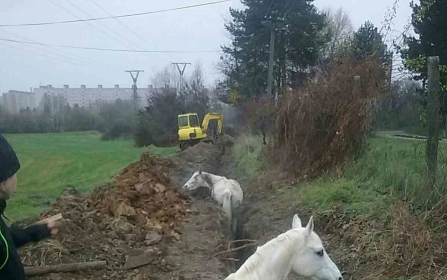 Kétméteres, szűk gödörbe esett két ló, a tűzoltók mentették ki őket (FOTÓK)