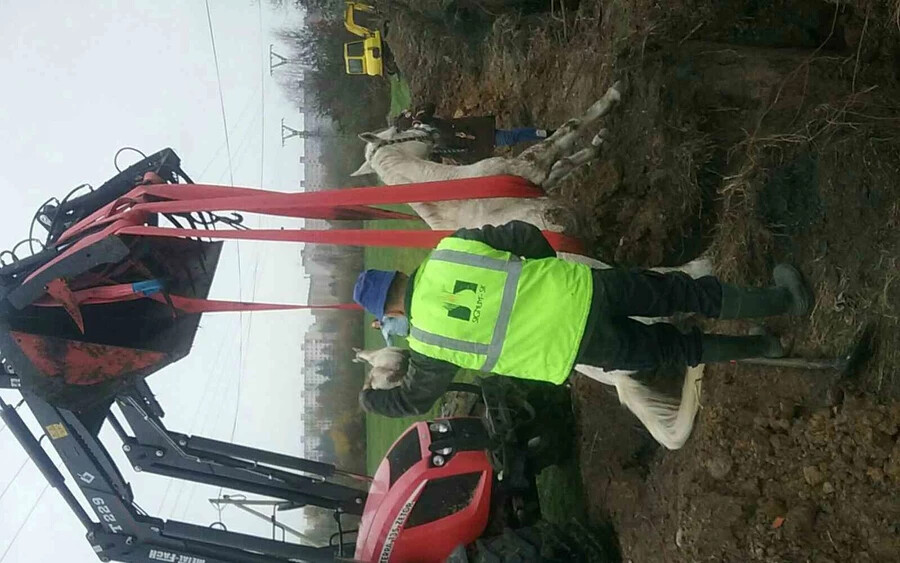 Kétméteres, szűk gödörbe esett két ló, a tűzoltók mentették ki őket (FOTÓK)