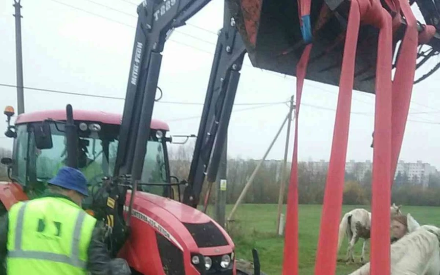 Kétméteres, szűk gödörbe esett két ló, a tűzoltók mentették ki őket (FOTÓK)