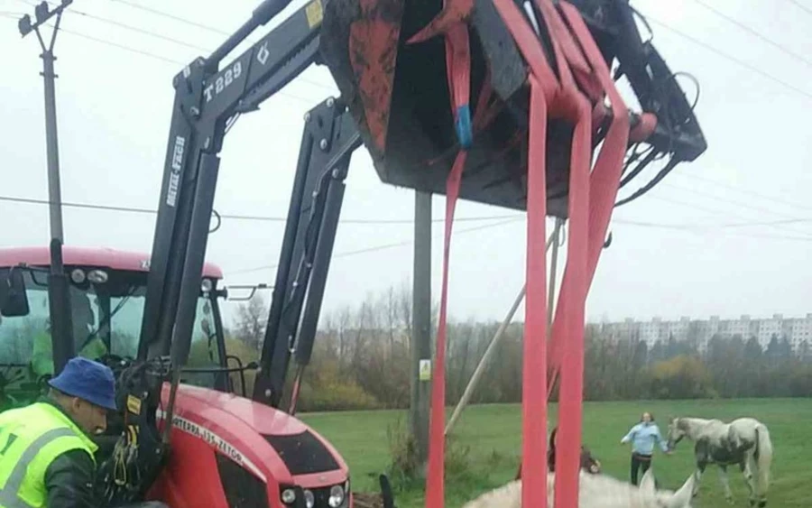 Kétméteres, szűk gödörbe esett két ló, a tűzoltók mentették ki őket (FOTÓK)