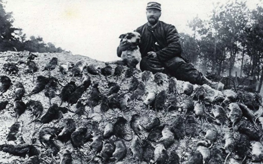 A rágcsálók hatalmas károkat okoztak a történelem során.