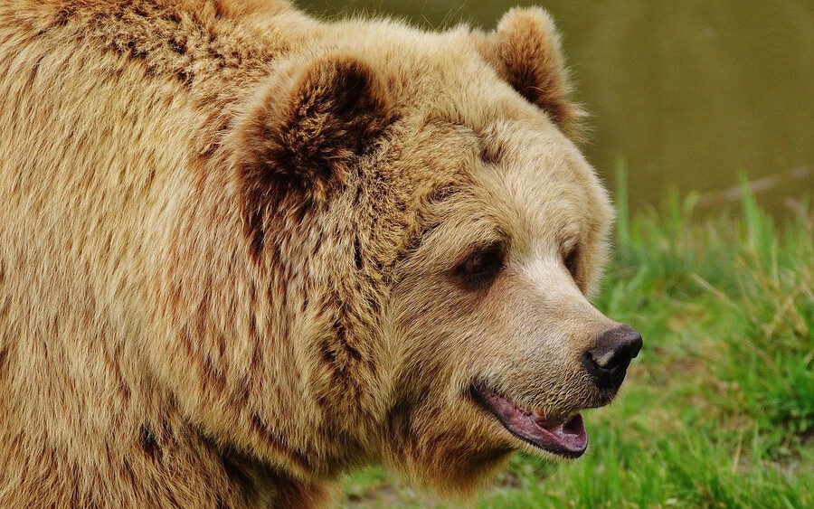 „A hétvége óta teljes mértékben megértem azokat az embereket, akiket egy kicsit (és néha nagyon) bosszantanak a medvék" - írta közösségi oldalán Veronika Remišová parlamenti képviselő.