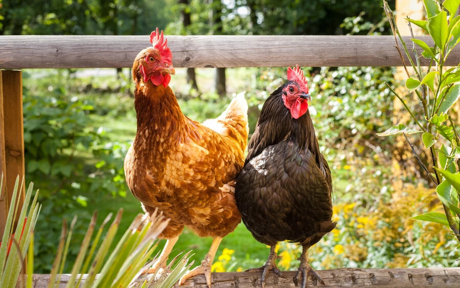 A tudósok számos kövületet és élő fajt megvizsgálva megállapították, hogy a csirkék ősei nem tojással szaporodtak és csak később mustálódtak.