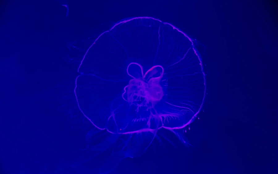 A felnőtt medúza 20-25 mm átmérőjű. A medúza sapka alakú teste nagyon finom és áttetsző, fehéres vagy zöldes árnyalata, zooplanktonnal, köztük szivacsokkal és kladoceránokkal táplálkozik, amelyeket forró, mérget tartalmazó csápjaival kap.
