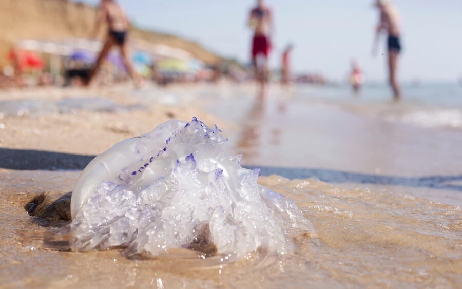 Több tucat medúza árasztotta el a dél-horvátországi strandokat. A veszélynek leginkább a Dubrovnik környékén kirándulók vannak kitéve.