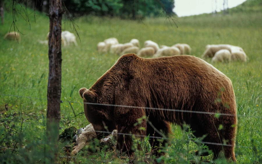 A családfő, Martin Sedlačko elmondása szerint nem először van problémájuk a medvékkel, annak ellenére, hogy kaukázusi juhászkutyákat is tartanak, akiket kifejezetten ezeknek a vadállatoknak az esetleges „látogatása“ miatt tenyésztenek. 