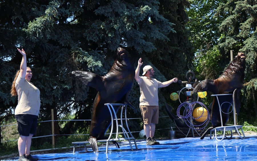 Elefántok, állatsimogató, cirkuszi artisták és vidámpark a Győr melletti Kimba Elefánt Parkban!