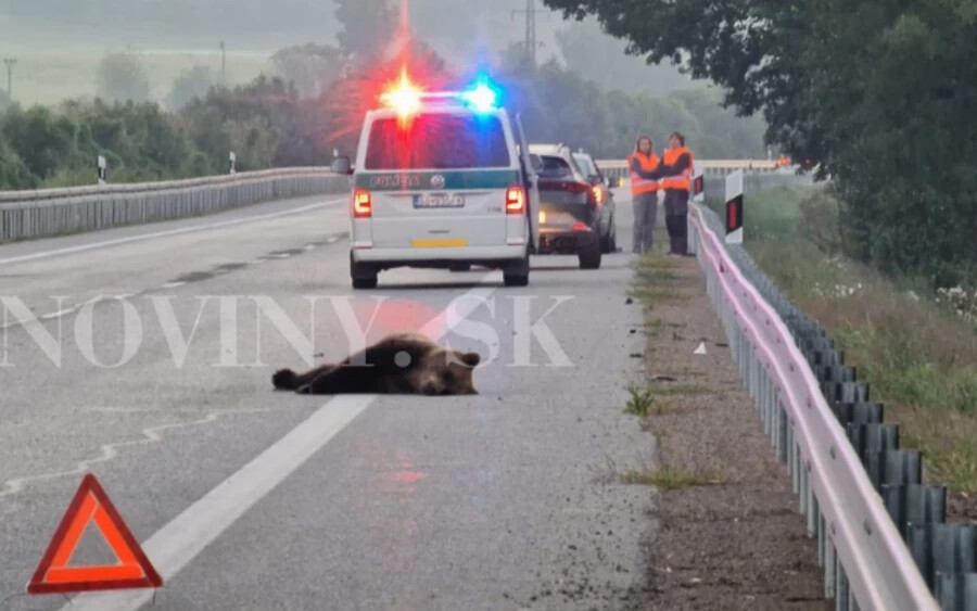 Személyi sérülés nem történt, a 120 kilogrammos medve azonban nem élte túl az ütközést.