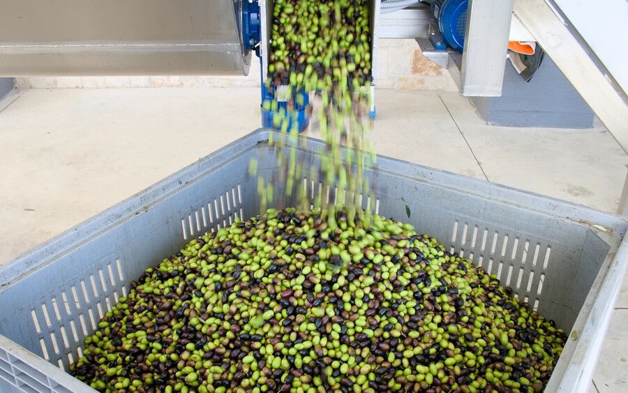 A boltokban jelenleg 10 euró körül mozog az olívaolaj literenkénti ára. Ez az XTB elemzője, Jiří Tyleček szerint jövőre akár 20 euróra is emelkedhet. 