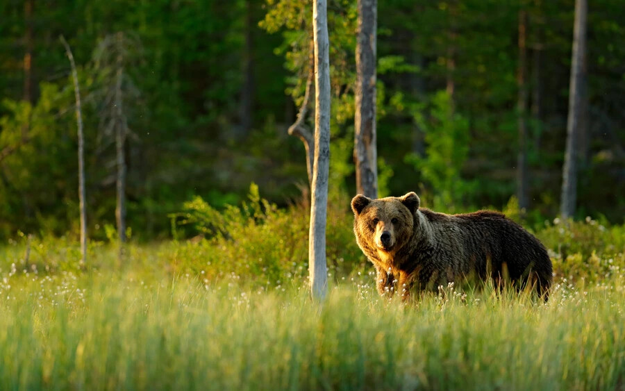 Slavomír Finďo, Természetvédelmi Terület Kezelősége (ŠOP) zoológusa elmondta, hogy a közhiedelemmel ellentétben a támadások száma nem függ a medvepopuláció méretétől, hanem ennél sokkal több tényező együttes következménye.