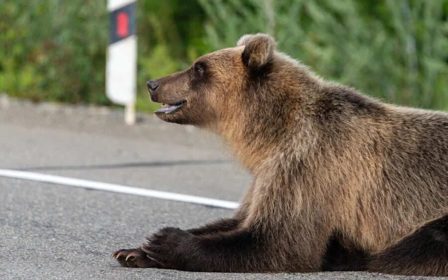 Baleset történt a besztercebányai járási Zólyomlipcse közelében. Az incidenst egy medve okozta. 