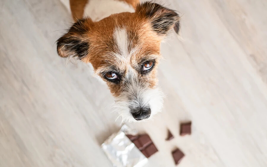 Csokoládé: A csokoládéban található teobromin és koffein mérgező hatással lehet a kutyákra.