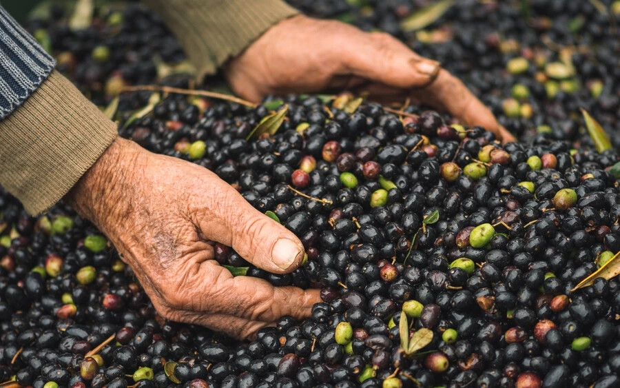 Az olívaolaj nagykereskedelmi ára kétszeresére nőtt a tavalyi évhez képest. A drágulás oka a spanyolországi és más uniós országokban tapasztalható súlyos szárazság, amely rossz olajbogyótermést hozott.