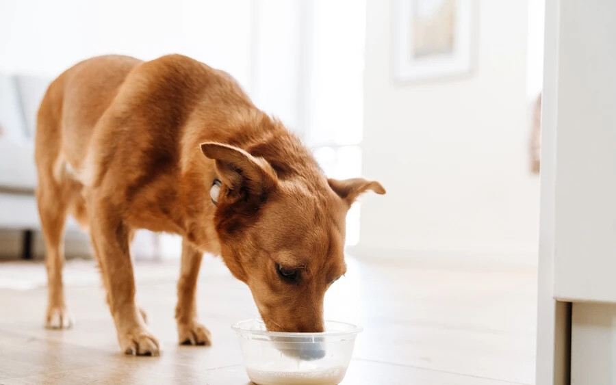 Hagyományos tejtermékek: Sok kutyának nehézséget okoz a laktóz emésztése, ami hasmenést és gyomorproblémákat okozhat.