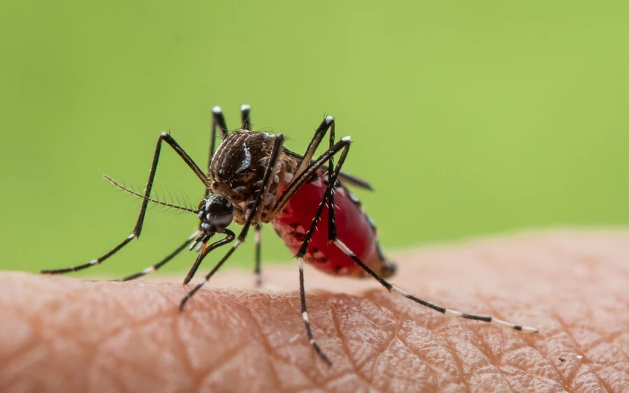 Sokkal kisebb, és a csípése kevésbé fájdalmas, így egyáltalán nem biztos, hogy észreveszi, ezzel növeli a veszélyes trópusi betegségek átvitelének kockázatát is – mutat rá a Bild portál. Az emberre nagy kockázatú betegségeket, többek között a dengue-lázat és a Zika-vírust is átviheti.
